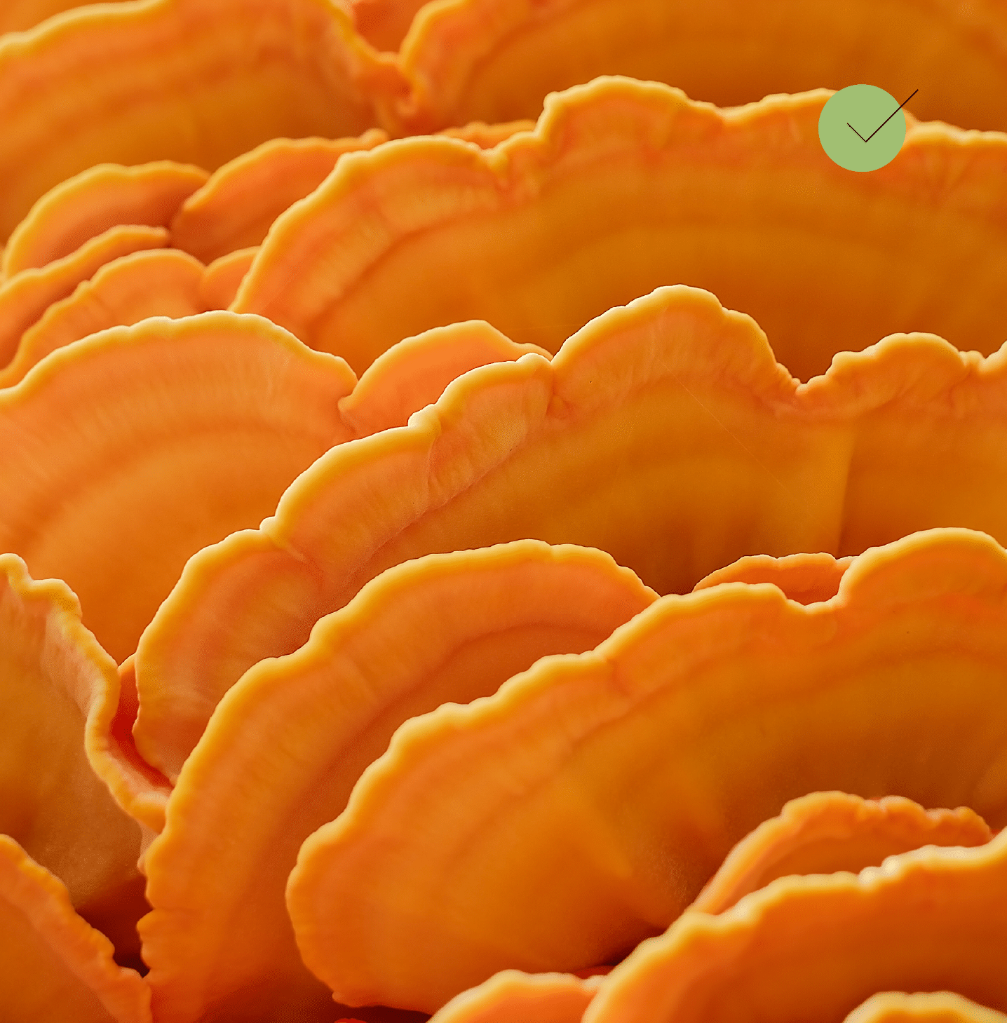 Brez umetnih sladil in sladkorja